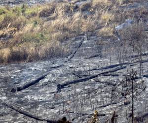 Así de destruido queda el bosque luego de un incendio; los daños son severos. La mayoría del bosque que está en los alrededores de la capital es de pino y sufre un enorme daño.