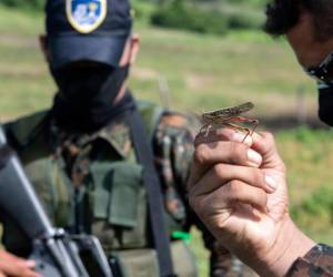A soldier from the fourth military detachment shows an adult specimen of flying locust (Schistorcerca piceifrons piceifrons Walker) before the beginning of an eradication operation of an outbreak detected in grasslands and crops in Havillal, San Miguel, El Salvador on July 21, 2020. (Photo by Yuri CORTEZ / AFP)