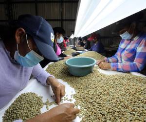 El café cerrará la cosecha 2025-2026 con más de 2,200 millones de dólares en divisas, la cifra más en su historia.