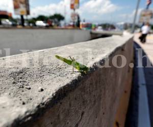Los insectos han hecho del Túnel en el bulevar Juan Pablo II su casa.