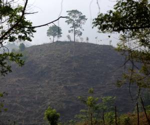 La Unidad Investigativa de EL HERALDO Plus conoció cómo se realizan la compra de montañas en la zona núcleo de la Reserva de la Biósfera del Río Plátano.