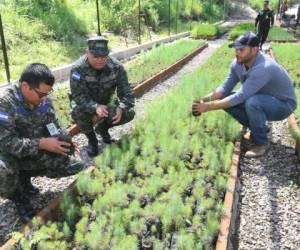 Unas 18 especies de plantas ornamentales, florales, frutales y maderables se cultivan en el vivero de las FF AA. Foto: David Romero/EL HERALDO.