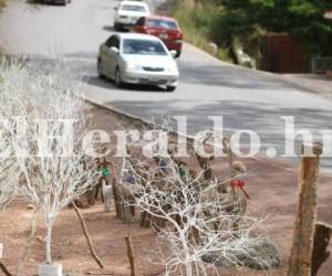 Para esta temporada navideña los que más se venden son los arboles armados con ramas secas. Fotos Efraín Salgado.
