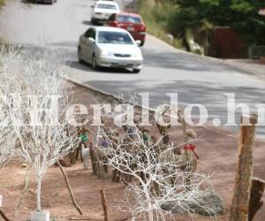 Para esta temporada navideña los que más se venden son los arboles armados con ramas secas. Fotos Efraín Salgado.