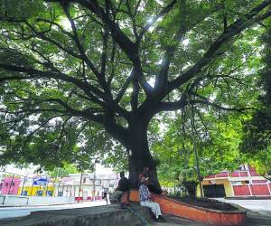 Recientemente y de manera unánime la semana anterior en sesión de corporación municipal ambos Guanacastes fueron declarados árboles históricos de la capital.