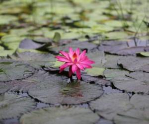 La flor de loto es acuática y sus hojas son flotantes. Fotos Efraín Salgado