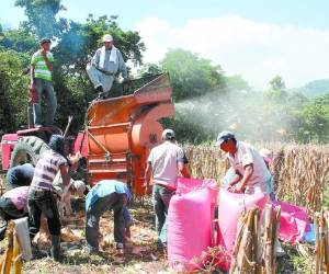 El maíz es el grano más consumido, ya que son 10 millones de quintales para el consumo humano.