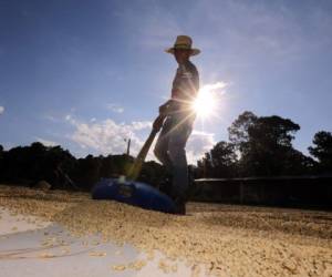 La Finca Santa Elena permite a los visitantes conocer a profundidad cómo es el proceso de corta, despulpado y elaboración del café. (Foto: David Romero /EL HERALDO)