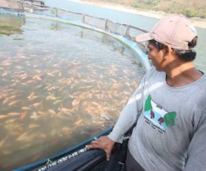 El cultivo de tilapia en jaulas se concentra en los departamentos de Cortés, Olancho, Comayagua y Copán.