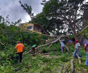 Las ramas derribaron un poste y dañaron dos autos y dos viviendas.
