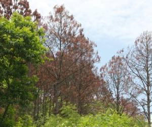 Una señal para identificar la plaga es el cambio de color del pino. Foto: EL HERALDO.