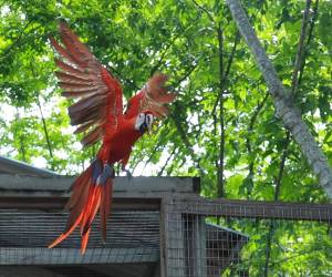 El presidente Nasry Asfura participó en la liberación de 12 guacamayas rojas durante el Guacamaya Fest, celebrado en Macaw Mountain, Copán.