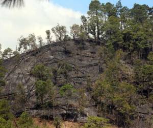 Hasta ayer no se había contabilizado cuántas hectáreas de bosque fueron afectadas por un incendio en la zona de Santa Lucía.