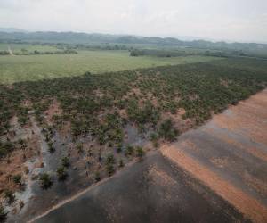 Alrededor de 11,200 manzanas de cultivos se perdieron en su totalidad por las atípicas lluvias de septiembre.