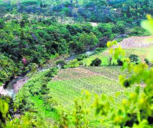 En Guacerique se detectaron pequeños brotes, por lo que la falta de control puede poner en riesgo el agua.