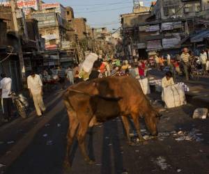 En ese país la relogión prohibe comer ganado mayor.