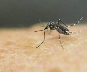 Costa Rica declaró en marzo estado de emergencia para combatir el mosquito causante de esas tres enfermedades.