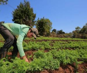 En el Distrito Central se cultiva papa, tomate y cebolla. Foto: EL HERALDO