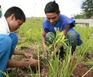Mañana las cinco escuelas finalizan la sana competencia inter-escolar, sin embargo el verde impreso en sus corazones permanece perenne en sus discursos y acciones.