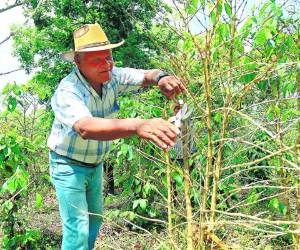 Productores de Olancho ya registran 10% de afectación. La misma situación se presenta en El Paraíso.