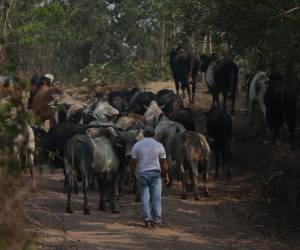 La Unidad Investigativa de EL HERALDO Plus constató que miles de cabezas de ganado ya se encuentran en el interior de la zona núcleo de la Reserva de la Biósfera del Río Plátano.