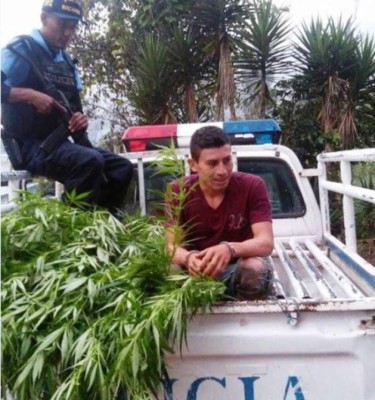 Capturan a hondureño por sembrar marihuana