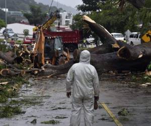 Trabajadores cortan un árbol que mató en Ciudad de Panamá a un niño durante los efectos de Otto, que alcanzó la categoría 1 de huracán este martes, foto: AFP / EL HERALDO.