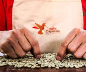 Hoy cuentan con más de 850 socios y millonarias exportaciones. Son los creadores del proyecto de cafés especiales “Te van a conocer compa”.