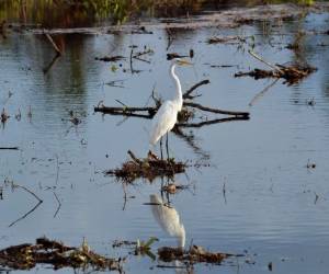 El manglar, situado en el centro de Cancún, ni siquiera 'se encuentra considerado dentro de la Convención internacional Ramsar' sobre los Humedales, ratificada por el gobierno mexicano, sostuvo Mercado.