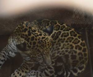 El jaguar tiene unos seis meses y se encuentra en cuarentena y bajo vigilancia por parte de los expertos del parque.