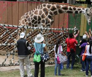 Reconocida por los visitantes como una verdadera joya del Zoológico Joya Grande, Big Boy se ganaba el cariño de los visitantes con su noble mirada y sus poses ante el público.