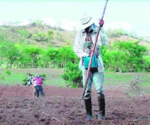 Pese a las pérdidas, los agricultores comenzaron a sembrar sus tierras con la esperanza de obtener cosecha de postrera.