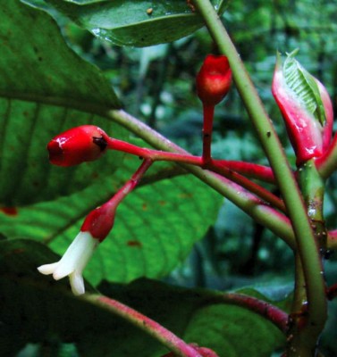Descubren nuevo árbol de café en Honduras