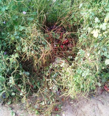 Honduras: Matan a machetazos hijo de pastor de iglesia de Choluteca