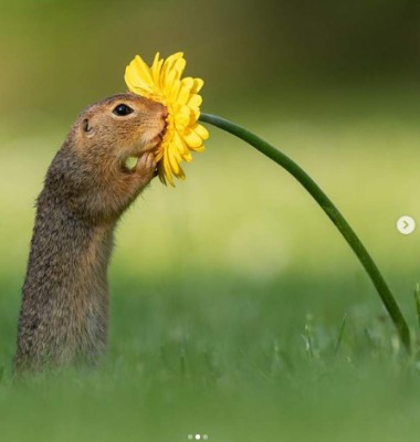 FOTOS: La maravillosa imagen de una ardilla oliendo una flor le da la vuelta al mundo