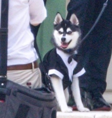 Filtran imágenes de la segunda boda de Joe Jonas y Sophie Turner en Francia