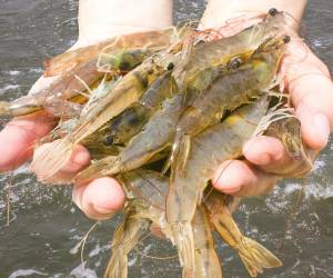 Honduras ha mejorado su productividad de camarón cultivado al incorporar nuevas técnicas en las fincas que operan en Choluteca y Valle, específicamente en el Golfo de Fonseca.