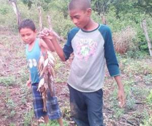 Vecinos y periodistas documentaron la actividad de la gente mientras pescaban los animales y a los pececillos atrapados en terreno seco en un poblado de Yoro. Fotos: Cortesía Rigoberto Urbina.