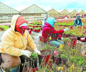 Los hondureños podrán trabajar legales en EE UU.