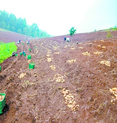 Alcaldías buscan asumir control del centro experimental de papa