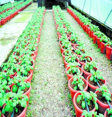 Alcaldías buscan asumir control del centro experimental de papa