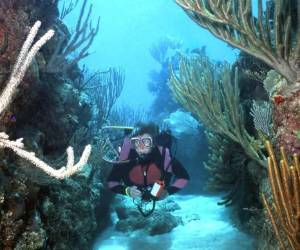 Además de sus maravillosas playas, Roatán cuenta con uno de los arrecifes más sanos del mundo. Por esa razón, miles de turistas visitan la isla en toda época del año.