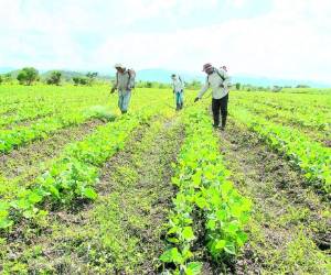 El gobierno ha tenido que destinar alrededor de 2,000 millones de lempiras, a través de los fondos Firsa, para atender al sector agrícola de Honduras.