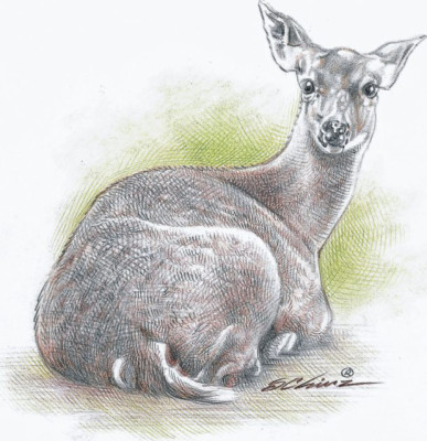 La fragilidad de los símbolos nacionales de Honduras