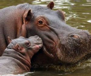 El hipopótamo tenía 9 años y llegó al rancho procedente del Circo Rudy Brothers.