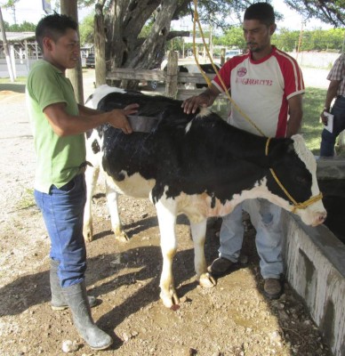 Choluteca está lista para exhibir su poderío ganadero