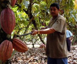 Honduras es el segundo productor de cacao en Centroamérica, con 1,557 toneladas métricas.