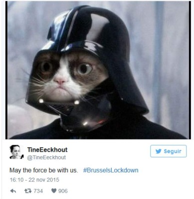 Usan gatos para atraer turistas a Bruselas