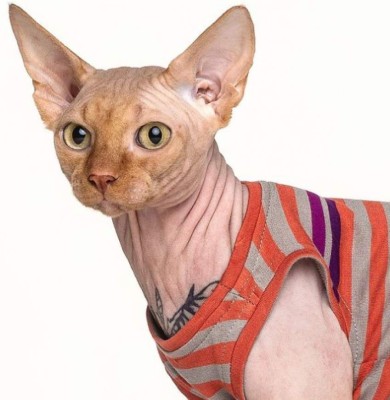 Elena Ivanickay, la influencer que tatuó a su gato para conseguir popularidad
