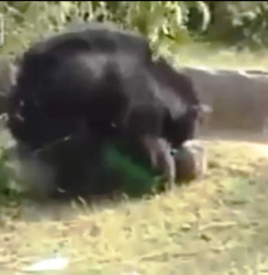 Brutal ataque de una osa a guardia forestal